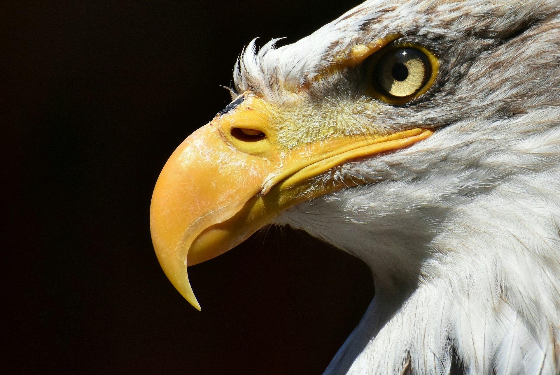 white and brown eagle in close up photography