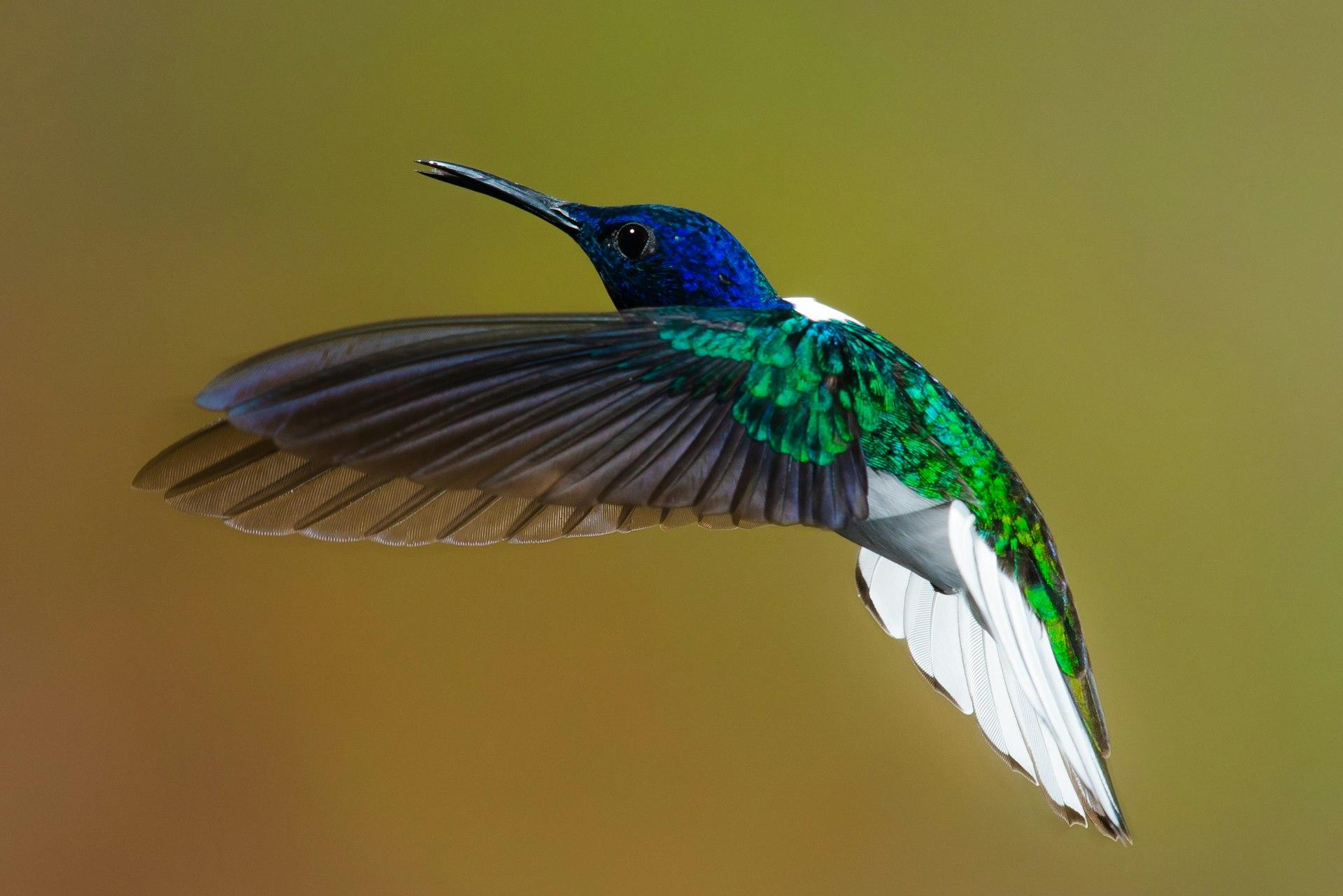 flying blue and green hummingbird