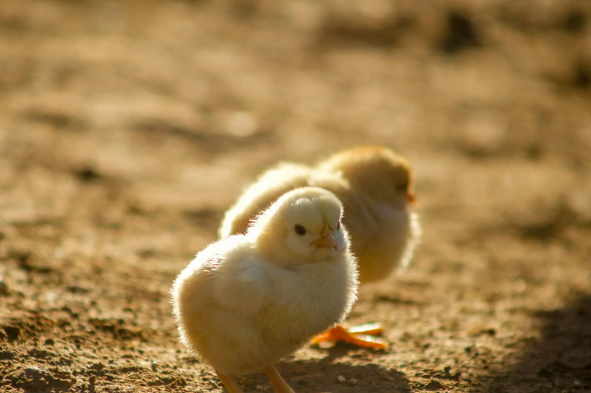 two yellow chicks on ground