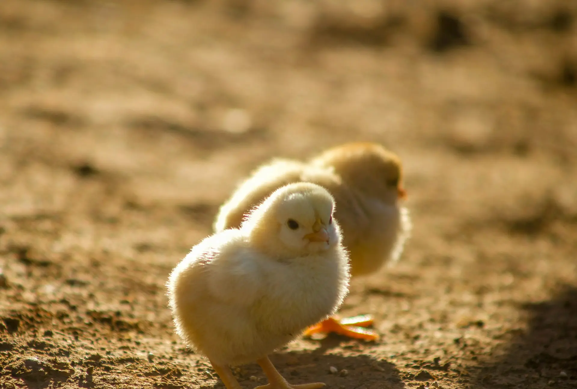 two yellow chicks on ground